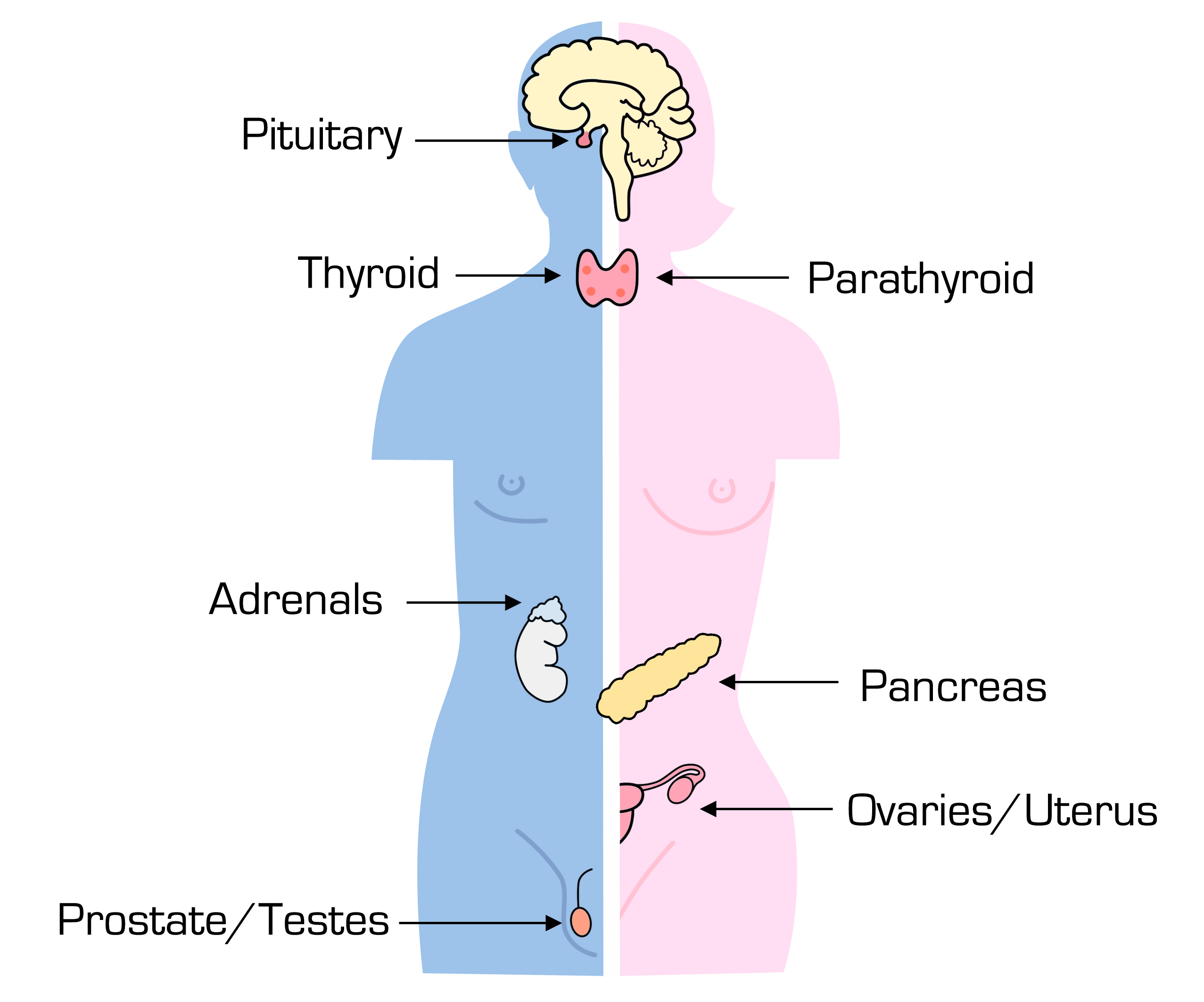 adrenal gland part of endocrine system