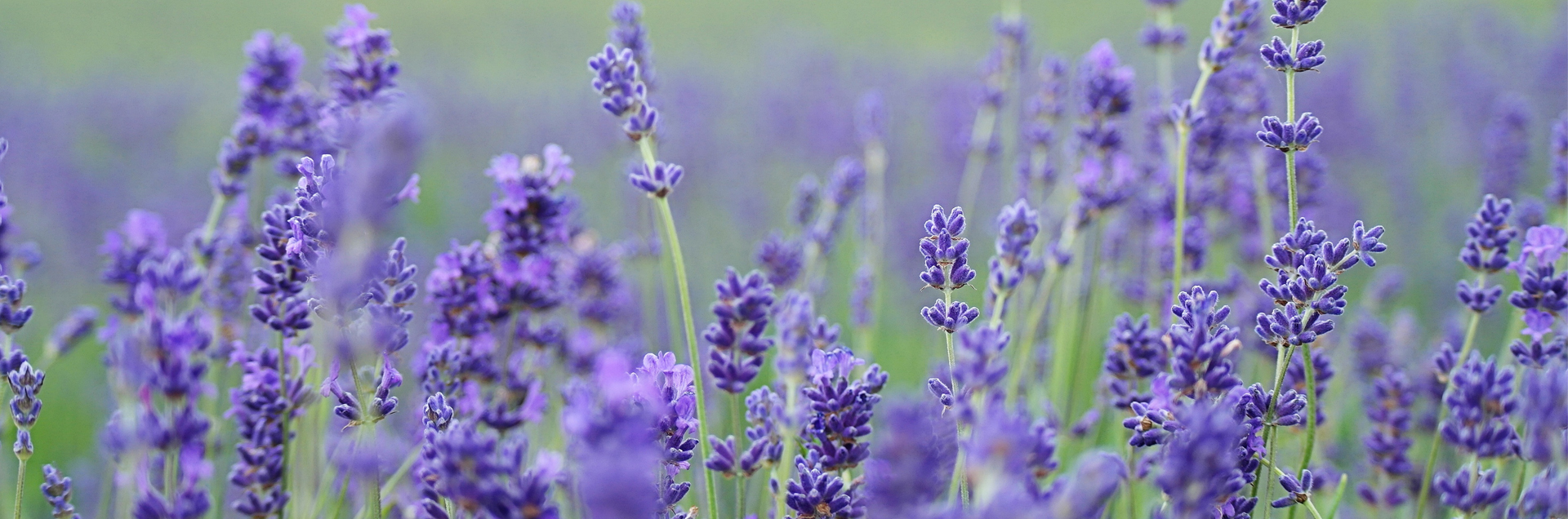 lavender - Well of Life Center