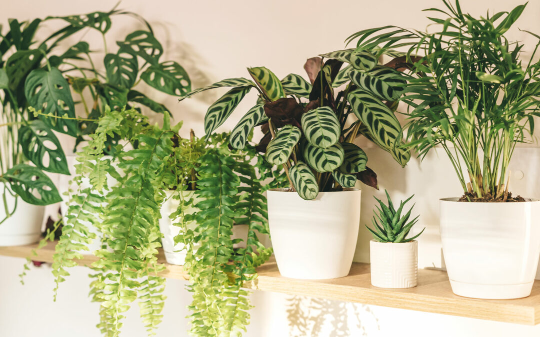 Air Purifying House Plants