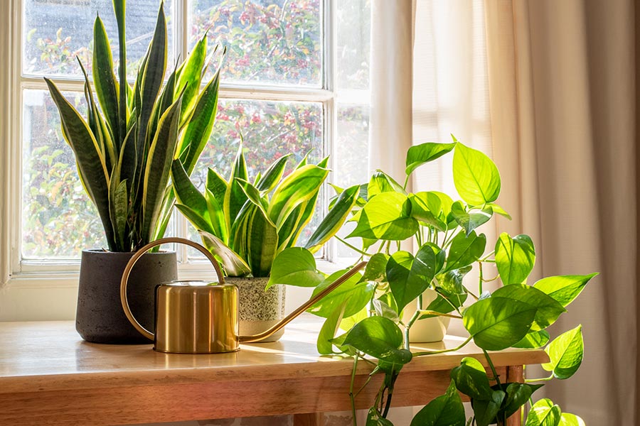 House Plants That Purify the Air